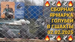 🔥🔥🔥 Сборная ярмарка голубей в г.Шахты. Птичий рынок 02.02.25.