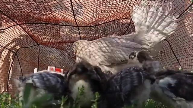 Просто куры гуляют, пока тепло🐓🐥🐓🐥🐤🐓🐥 смотреть онлайн