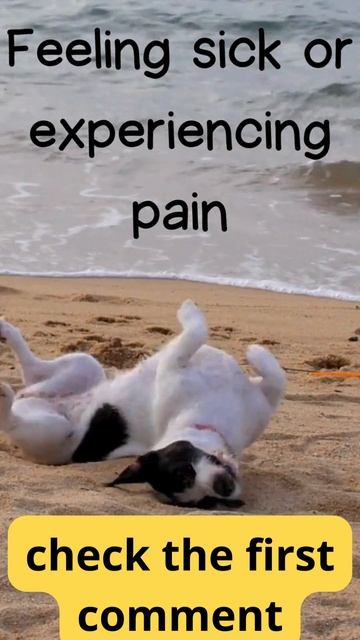 why my dog is eating grass #shorts смотреть онлайн