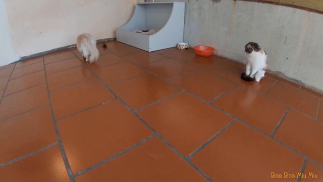 Cat and mouse: Cat's reaction to a control mouse. смотреть онлайн