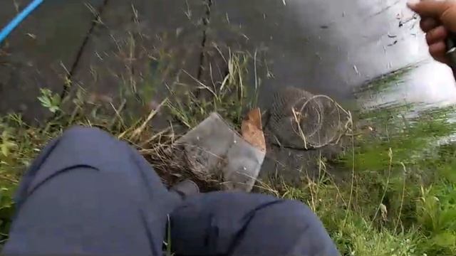 Ловля КАРАСЯ на пруду. Стоило только прикормить и карась сошёл с ума. ХАПУГА сделала рыбалку! смотреть онлайн