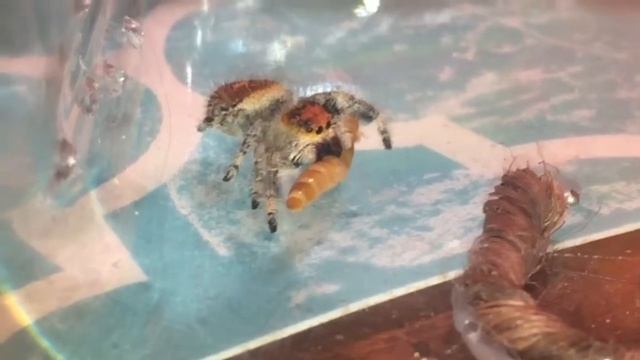 Sweet fang action of a Phidippus regius Regal Jumping Spider смотреть онлайн