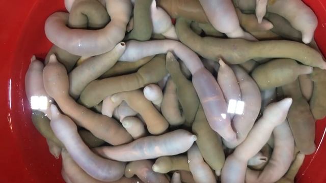 Penisfish смотреть онлайн