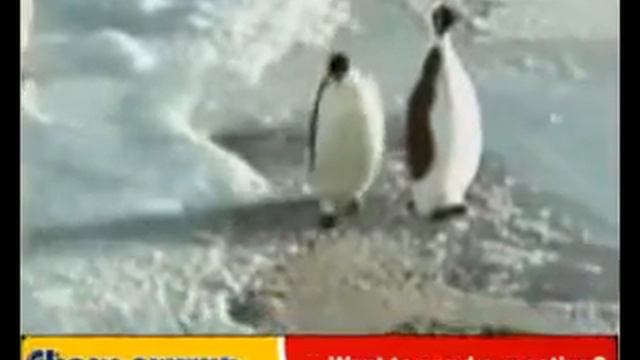 Пингвин дал подзатыльник !!!!Умора!!!!Я ржала пол часа!!! смотреть онлайн