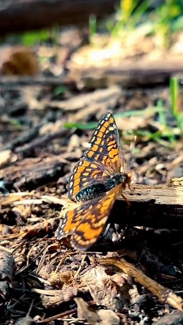 #shorts Marsh Fritillary on Peat смотреть онлайн