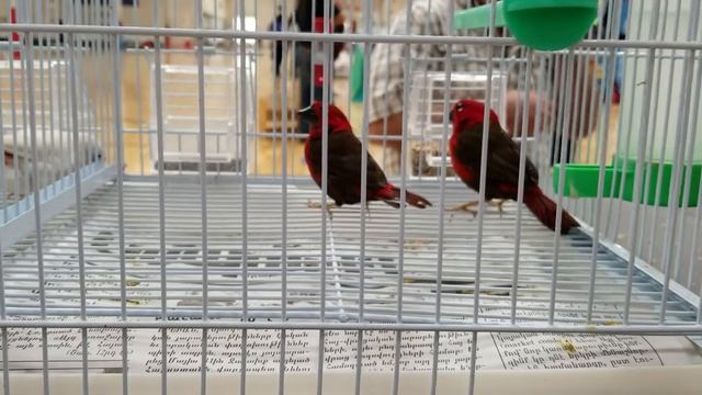 Parrot finches? смотреть онлайн