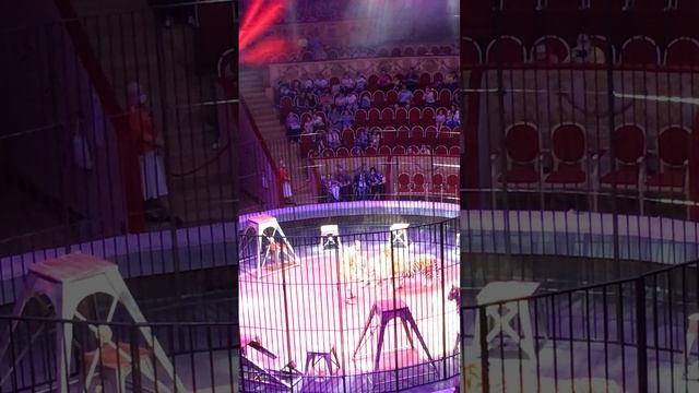 Tiger VS Human. Тигр VS Человек.Люби или сражайся. Кто выигрывает?Love or fight. Who wins? смотреть онлайн