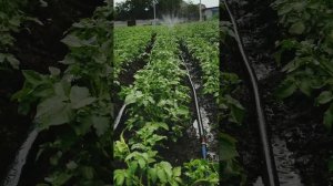 Полив лентой туман, картофеля.