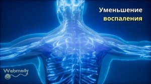 Блуждающий нерв: почему тонус блуждающего нерва важен для физического и эмоционального благополучия