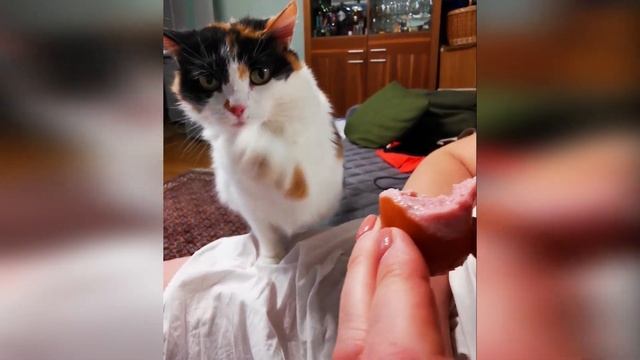 Кошка Фрося, которая разделила судьбу хозяйки. смотреть онлайн
