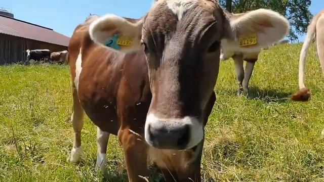 Cow Sounds | Cow Noises - Cow Sounds Effect | Animal Sounds.