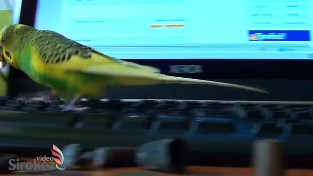 Волнистый Попугай Играет смотреть онлайн