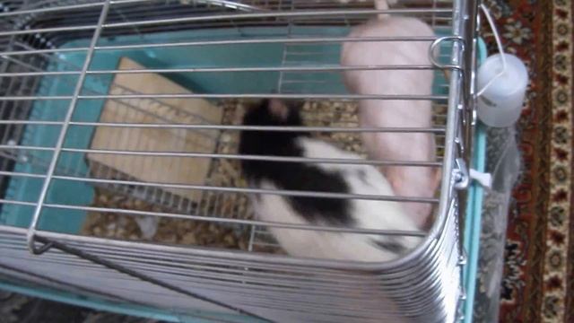 Decorative domestic Rats. Funny company смотреть онлайн