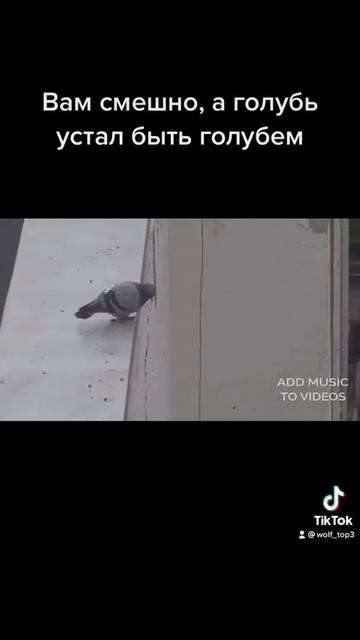 Вам смешно, а голубь устал быть голубем смотреть онлайн