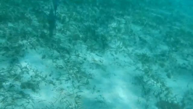 Holguin, Cuba Baracuda смотреть онлайн