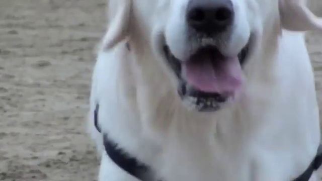 Dog Licks Camera Lense смотреть онлайн