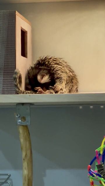 #добройночи #спатьпора #обезьянкидома #shortvideo #игрунка #zoo #доброевидео #monkey #animal #ютуб смотреть онлайн