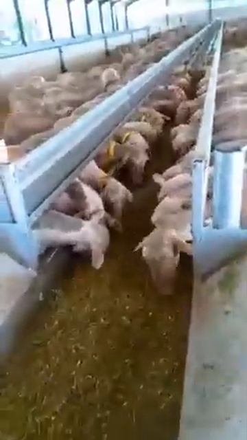 Конвейерная система подачи корма для овец и коз от Javier Camara (Испания) смотреть онлайн