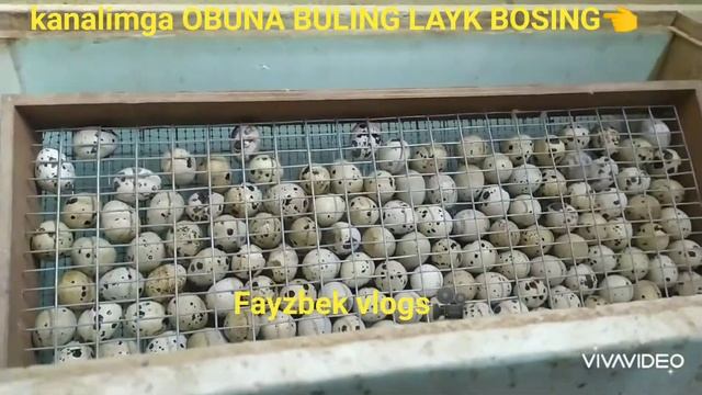 инкубатор бедана очириш сирлари