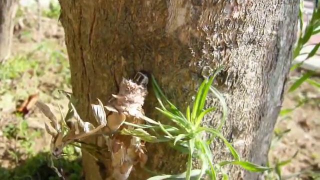 大避債蛾 смотреть онлайн