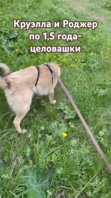 Наши добряки, в Приюте Некрасовка, 2я Вольская, 17с3. Информация в закрепе канала. смотреть онлайн