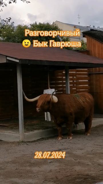 В зоопарке Бык Гаврюша #shorts #быкгаврюша смотреть онлайн