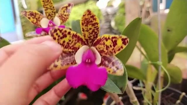 Cattleya Aclandiae X Thospol Spot