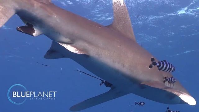 Oceanic Whitetip Shark - Longimanus смотреть онлайн