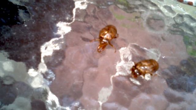 Caparazon transparente dejada por metamorfosis posiblemente de un sicomoro o escarabajo смотреть онлайн