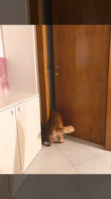 IL GATTO GIAN CHE APRE LE PORTE смотреть онлайн