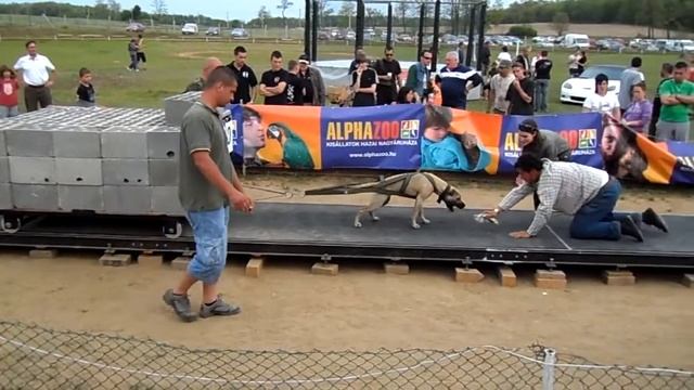 Europa Cup -weight pull M. C.'s Magic: 2500 смотреть онлайн