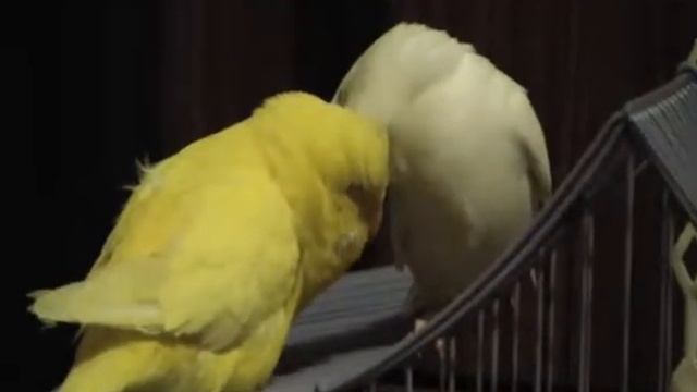 Волнистые попугайчики Тиша и Лика смотреть онлайн