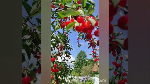 Сезон сбора ягод открыт! В этом году невероятный урожай вишни.