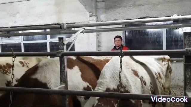 Кетоз, коварное заболевание. Надеемся, с Божьей помощью, положение улучшится. Но время! смотреть онлайн