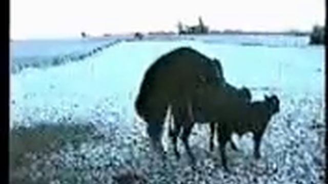 0015 смотреть онлайн