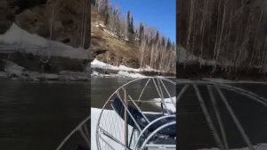 медведь охотиться на лося