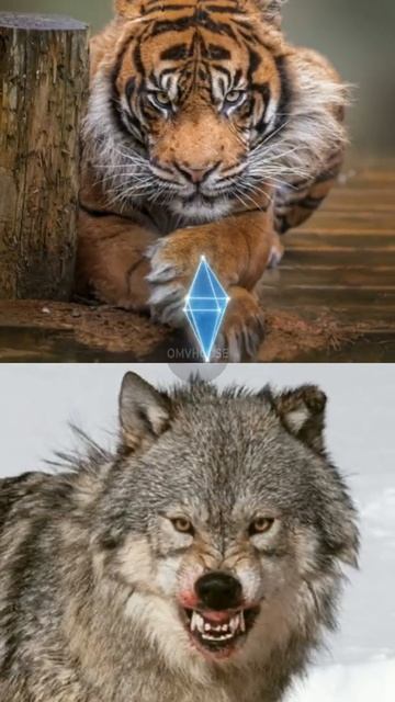 #short TIGRE DE SUMATRA vs LOBO CINZENTO| Quem vence? смотреть онлайн