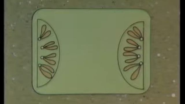 mitosis смотреть онлайн