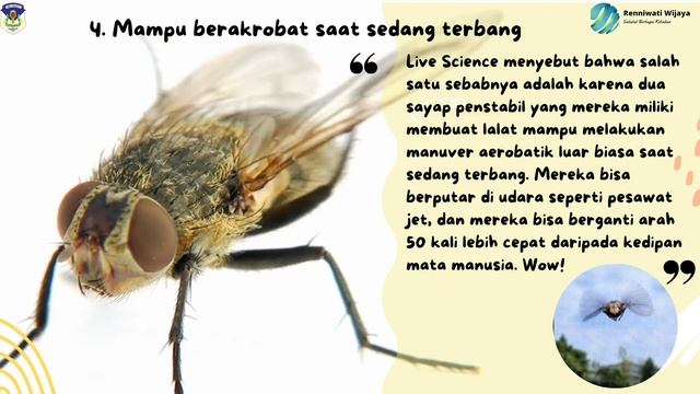Fakta Menarik tentang Lalat смотреть онлайн