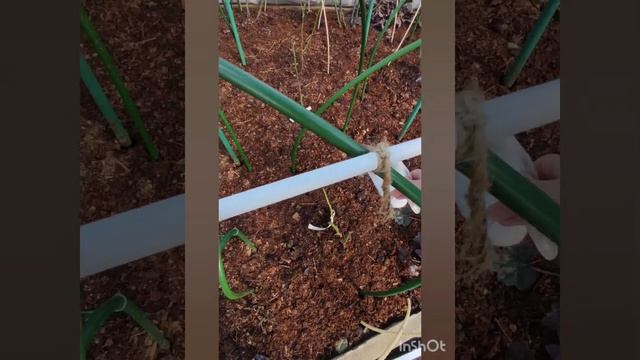 Подкормка и обработка роз ранней весной.