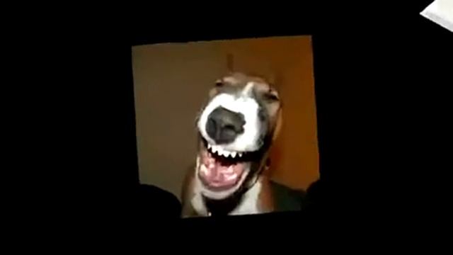 Собака друг человека 😍😘 смотреть онлайн