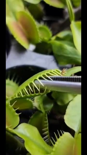 Venus Flytrap Eats a Cricket! 🦗 #food #plants #amazing #science #awesome #feed #viral смотреть онлайн
