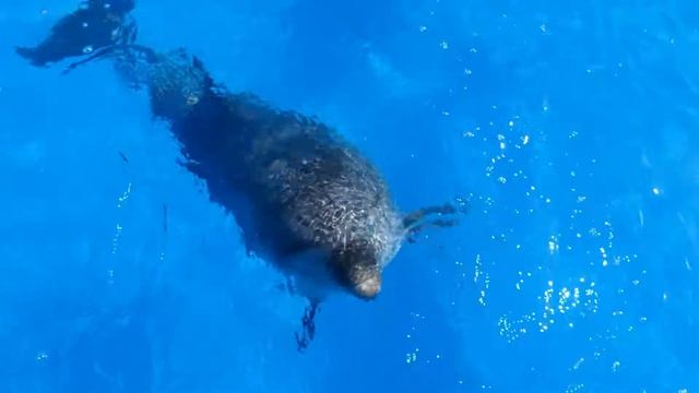 Dolphins | Discovering The World Of Dolphins | 4K | Relaxing Nature Music