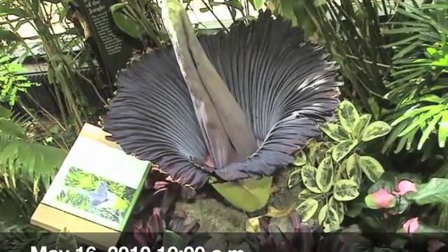 54 Hours in the Life of a Titan: 2010 Blooming of the Zoo's Titan Arum смотреть онлайн