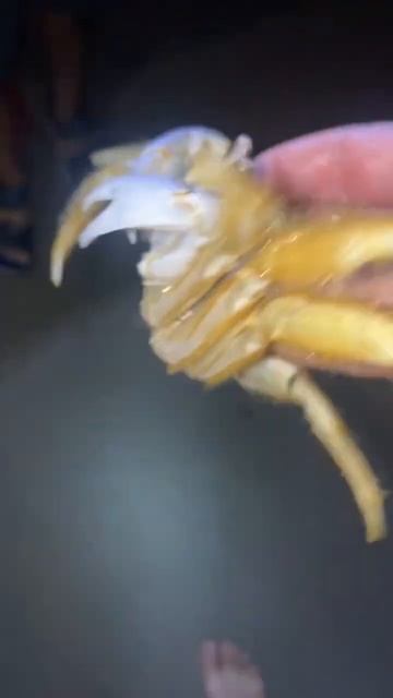 If you could be a crab for a day, what species would you be. #shorts смотреть онлайн