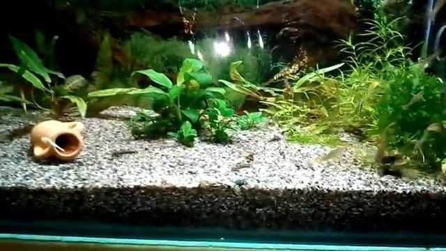 Гуппи смотреть онлайн