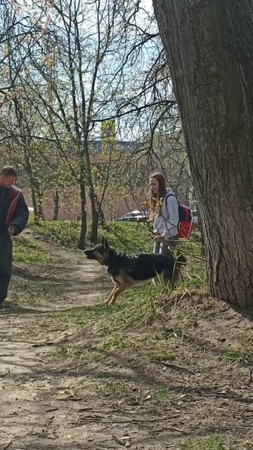 Проверка Немецкой Овчарки на охрану, защита у их в крови. смотреть онлайн