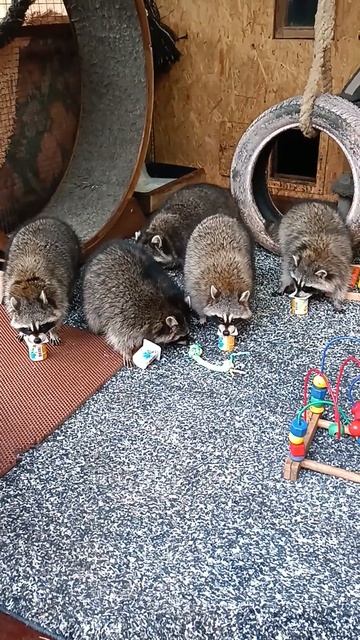 послушные детки #ямыилюша #помощьбездомнымживотным #raccoon #анапа #енотики смотреть онлайн