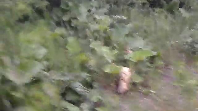 Бомж в лесу 1 часть смотреть онлайн