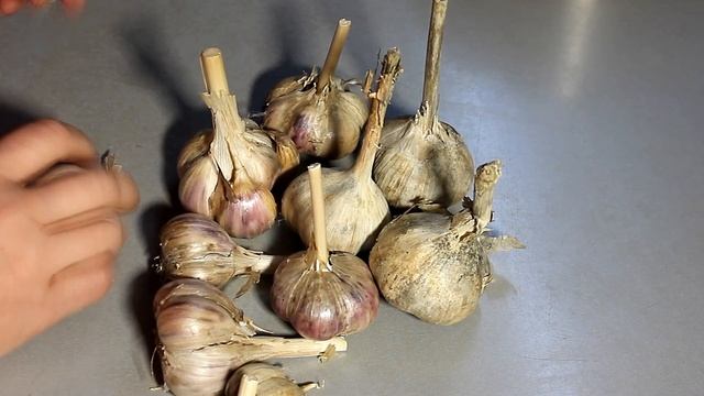 Как вырастить ОГРОМНЫЙ чеснок этой осенью? смотреть онлайн